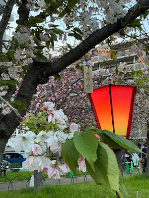 桜の通り抜け入口 사진 4