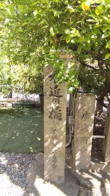 Tachibana Orange Tree on the Right 사진 2