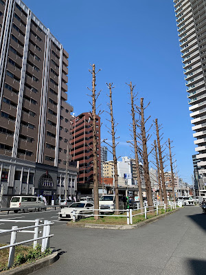 毎日放送開始25周年記念メタセコイヤ並木 사진 2