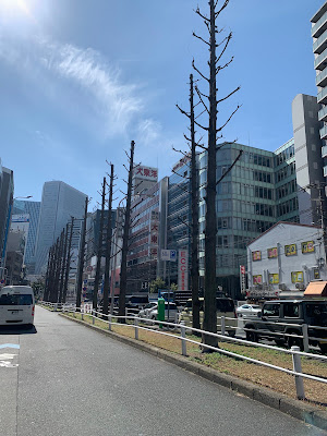 毎日放送開始25周年記念メタセコイヤ並木 사진 4