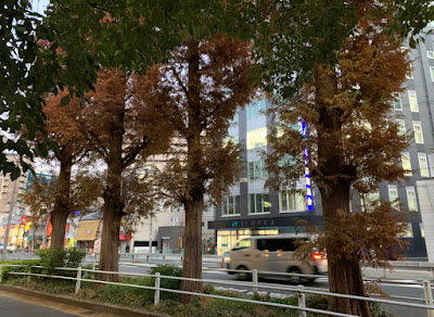 毎日放送開始25周年記念メタセコイヤ並木 사진 5