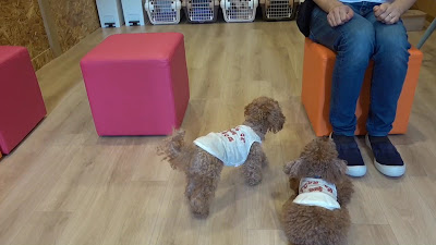 FREEWAN（フリーワン）犬の幼稚園・トリミングエステサロン大阪市北区店 사진 2