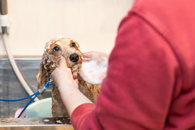 FREEWAN（フリーワン）犬の幼稚園・トリミングエステサロン大阪市北区店 사진 4