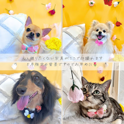 Surprise Me TOTAL BEAUTY SALON 사진 4