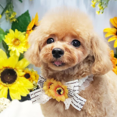 WE LOVE DOG 사진 2