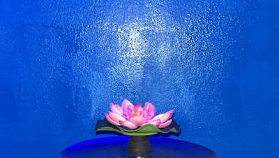 Shisha Café 麗しや睡蓮が華 사진 2