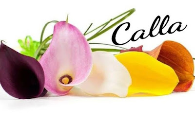 Calla 사진 2