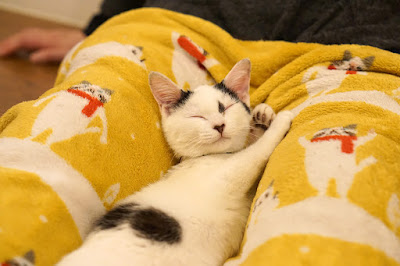 Save Cat Cafe 사진 3
