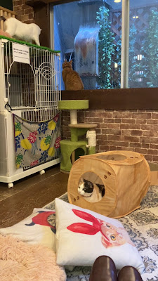 Save Cat Cafe 사진 2