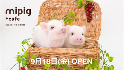 mipig cafe Osaka 사진 4