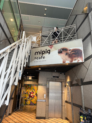 mipig cafe Osaka 사진 5