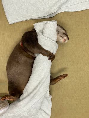 LOUTRE 大阪店 사진 4