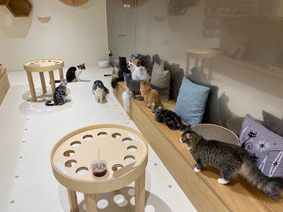 Cat Cafe MOFF Tennoji MIO