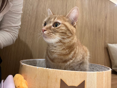 Cat Cafe MOFF Tennoji MIO 사진 5