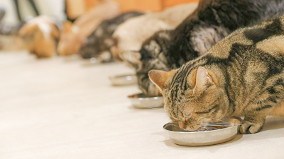 Cat Cafe MOFF Tennoji MIO 사진 4