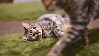 shelter cat ＆ VEGAN café “neu” 사진 4