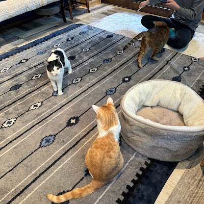 shelter cat ＆ VEGAN café “neu” 사진 5