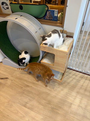 Cat Cafe nekotto 사진 3