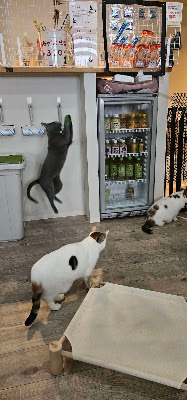 고양이 카페 Nearnya 사진 3