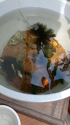 喫茶と菓子 登川 사진 2