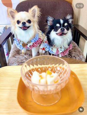 わんこもカフェ