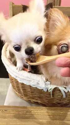 Dog Cafe さんぽみち 사진 2