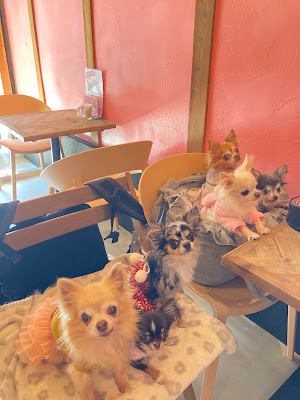 Dog Cafe さんぽみち 사진 3