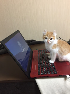Cat Cafe micia-micio 사진 3