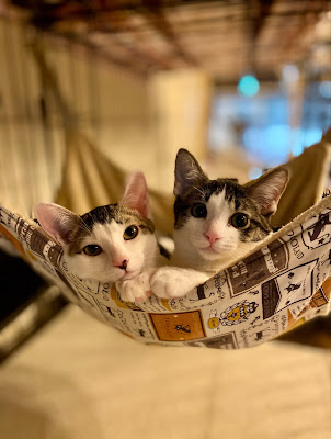 Cat Cafe micia-micio 사진 4