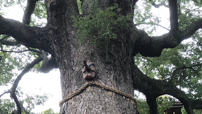 美味楽酔 味ろく miroku 369 사진 3