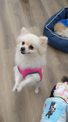 保護犬カフェ® 寺田町店 사진 2