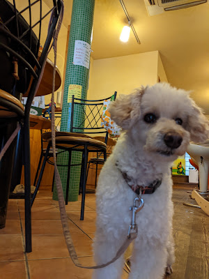 cafe PERRO ドッグカフェ・ペロ 사진 3