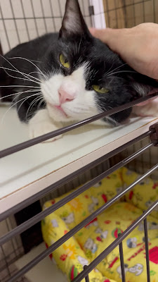Nyanko Cafe 사진 2