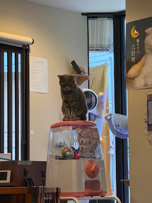 Cat Cafe Mikazuki 사진 3