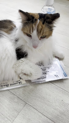 고양이카페 라그 돌 사진 2