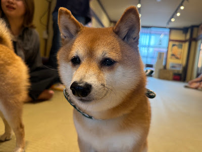 마메시바 카페 오사카점 사진 4