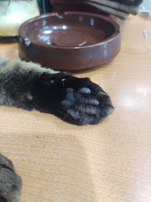 トキワ珈琲 사진 3