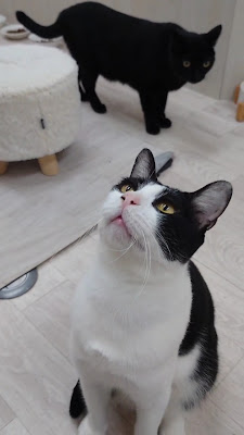 保護ねこ施設 CATS WELCARE キャッツウェルケア ドーム前店 사진 2