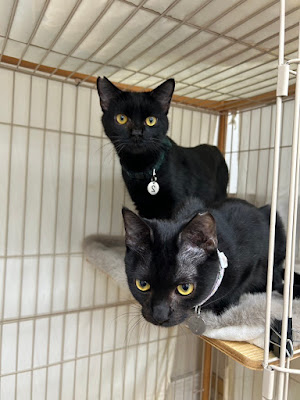 保護ねこ施設 CATS WELCARE キャッツウェルケア ドーム前店 사진 4
