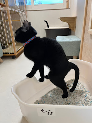保護ねこ施設 CATS WELCARE キャッツウェルケア ドーム前店 사진 3