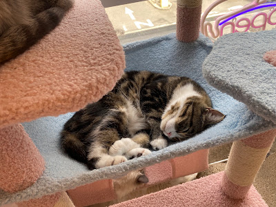 고양이 카페 "Nekohos" 신사이바시 사진 3