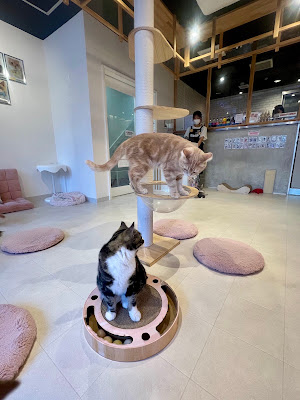 고양이 카페 "Nekohos" 신사이바시 사진 2