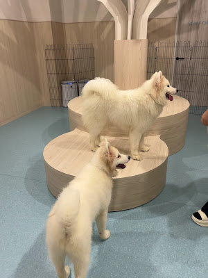 Samoyed Cafe Al Osaka Kitahorie Branch 사진 2