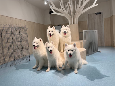 Samoyed Cafe Al Osaka Kitahorie Branch 사진 3