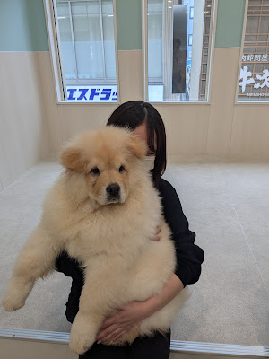 Moffle Big Dog Café Osaka Shinsaibashi 사진 3