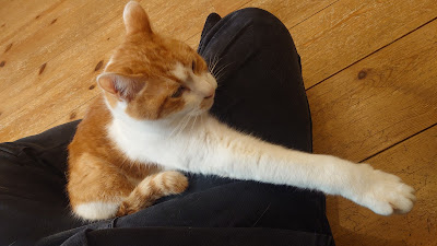 nekocafe tenten 사진 4