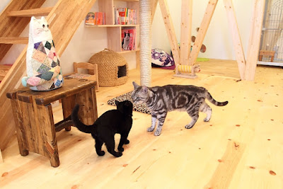 nekocafe tenten 사진 3