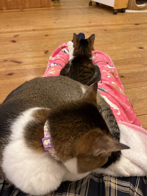 nekocafe tenten 사진 5