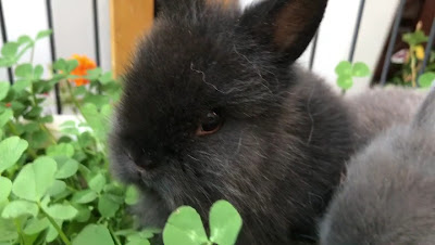 うさぎカフェ うさぎ専門店・ミミラパン 사진 2