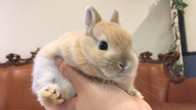 うさぎカフェ うさぎ専門店・ミミラパン 사진 4
